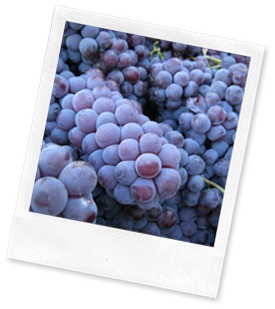 nebbiolo