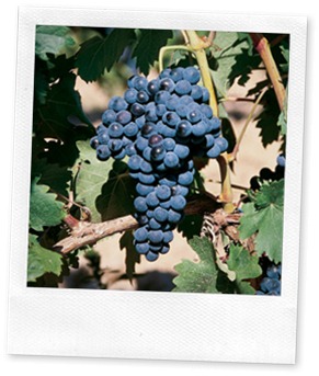 tempranillo