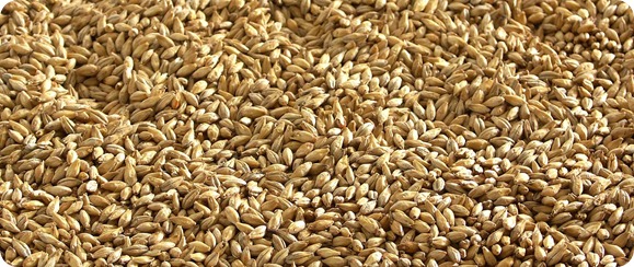 barley